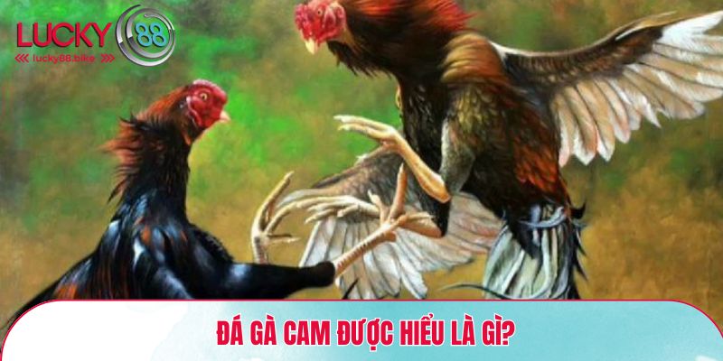 Đá gà Cam được hiểu là gì?