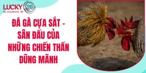 đá gà cựa sắt lucky88