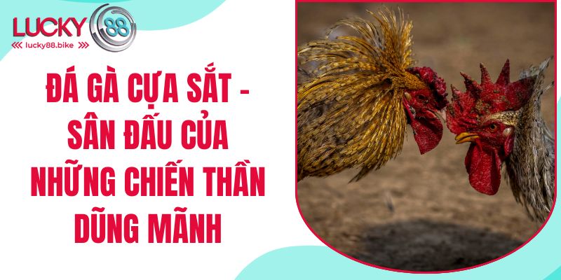 đá gà cựa sắt lucky88