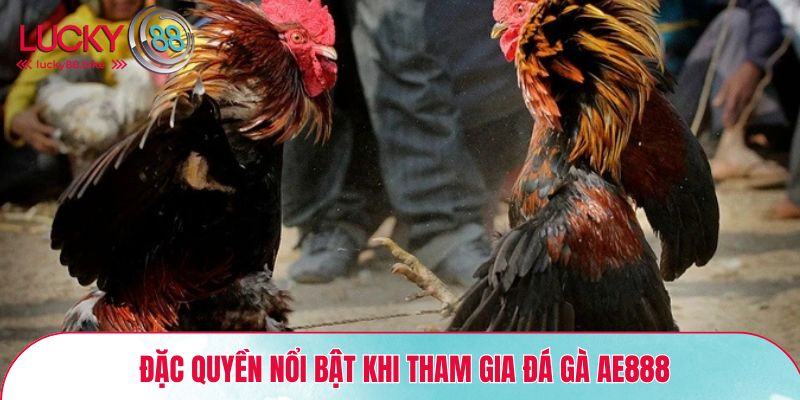 Đặc quyền nổi bật khi tham gia đá gà AE888