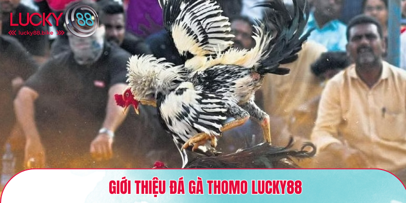 Giới thiệu đá gà Thomo Lucky88