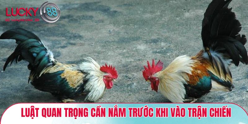 Luật chơi quan trọng cần nắm trước khi vào trận chiến