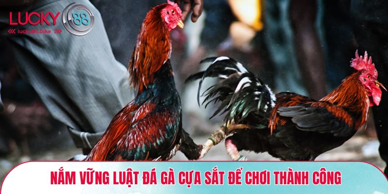 Nắm vững luật đá gà cựa sắt để chơi thành công