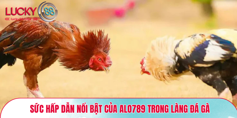 Sức hấp dẫn nổi bật của ALO789 trong làng đá gà