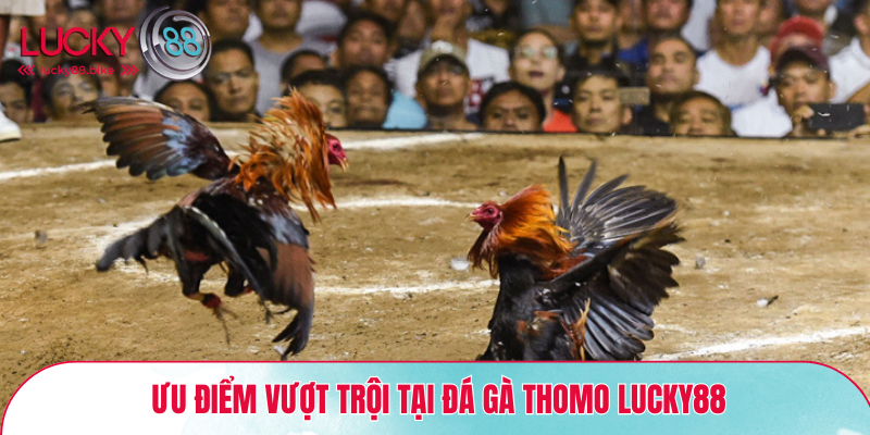 Ưu điểm vượt trội tại đá gà Thomo Lucky88